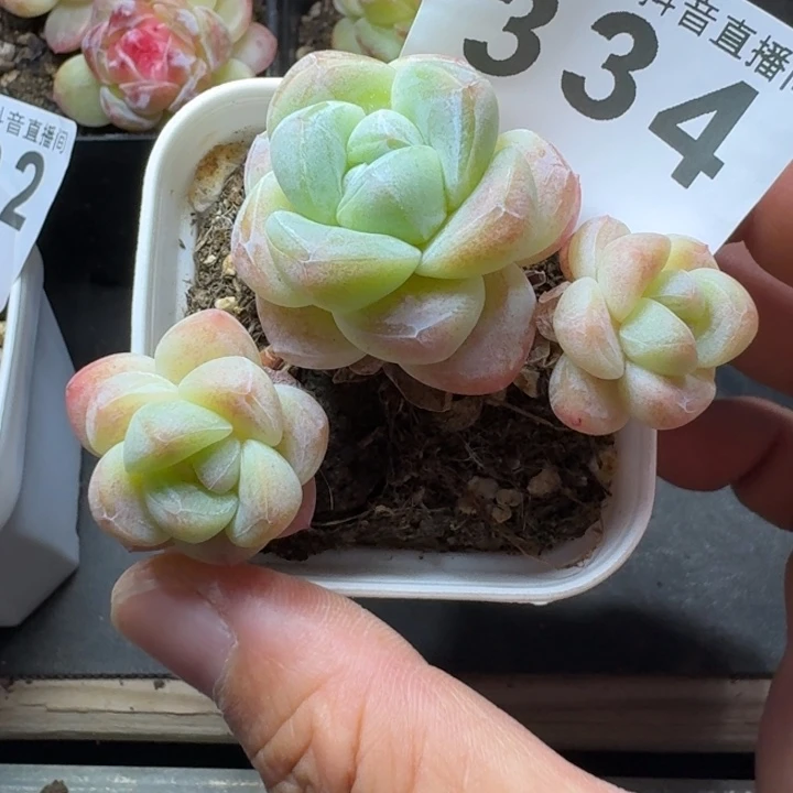 樱花糖心冰玉长腿