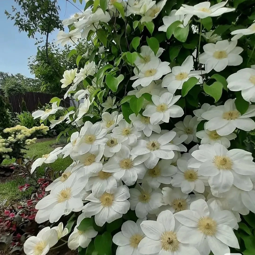 格恩西岛 二类大花铁线莲爬藤