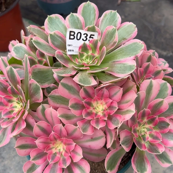 035男神25厘米左右