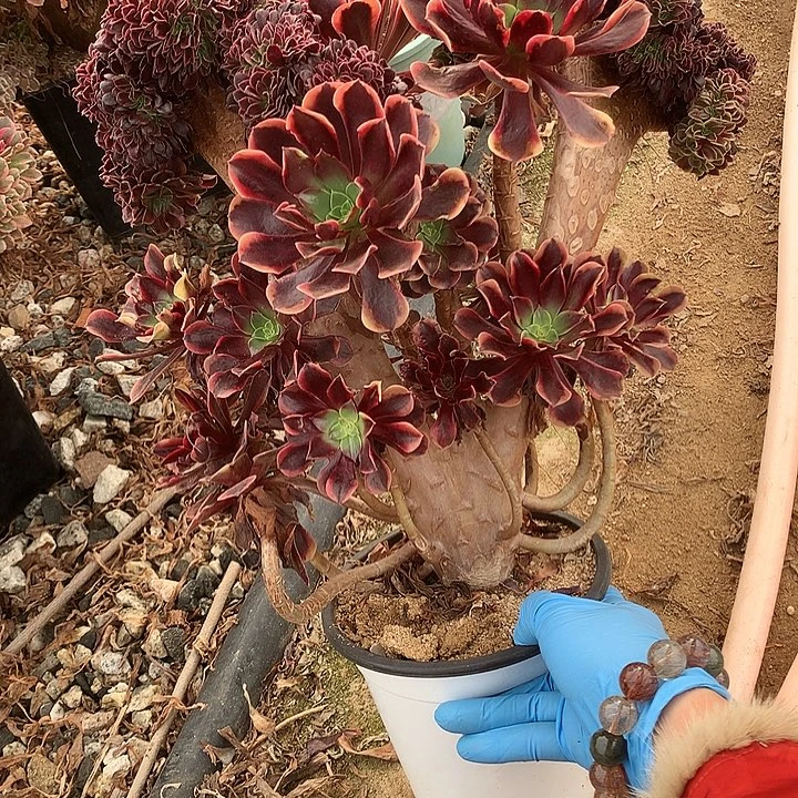 欧嘉莉朵朵脱土发货啊