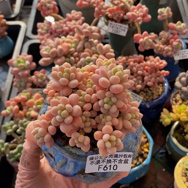 鱼子酱老桩8cn610多肉植物