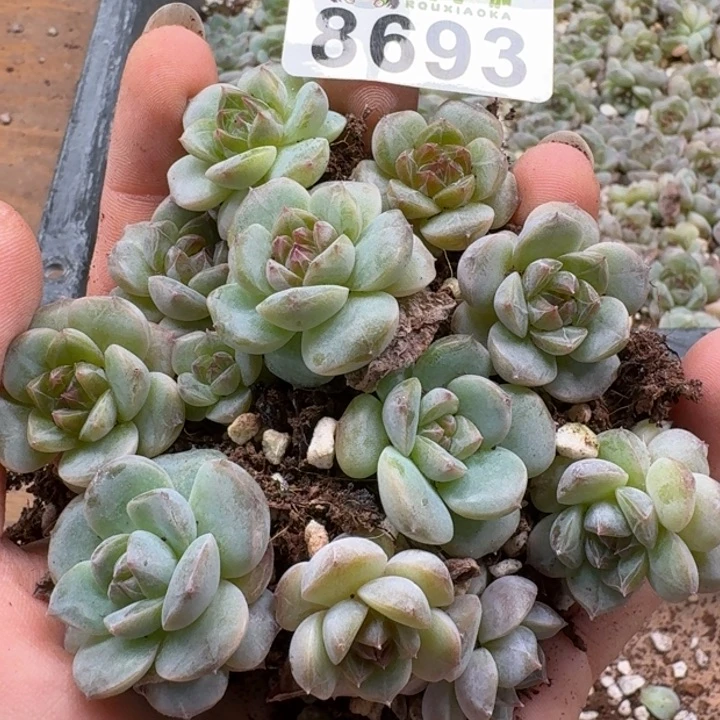 当前无花朵,栽培后可花朵多肉植物多肉植物