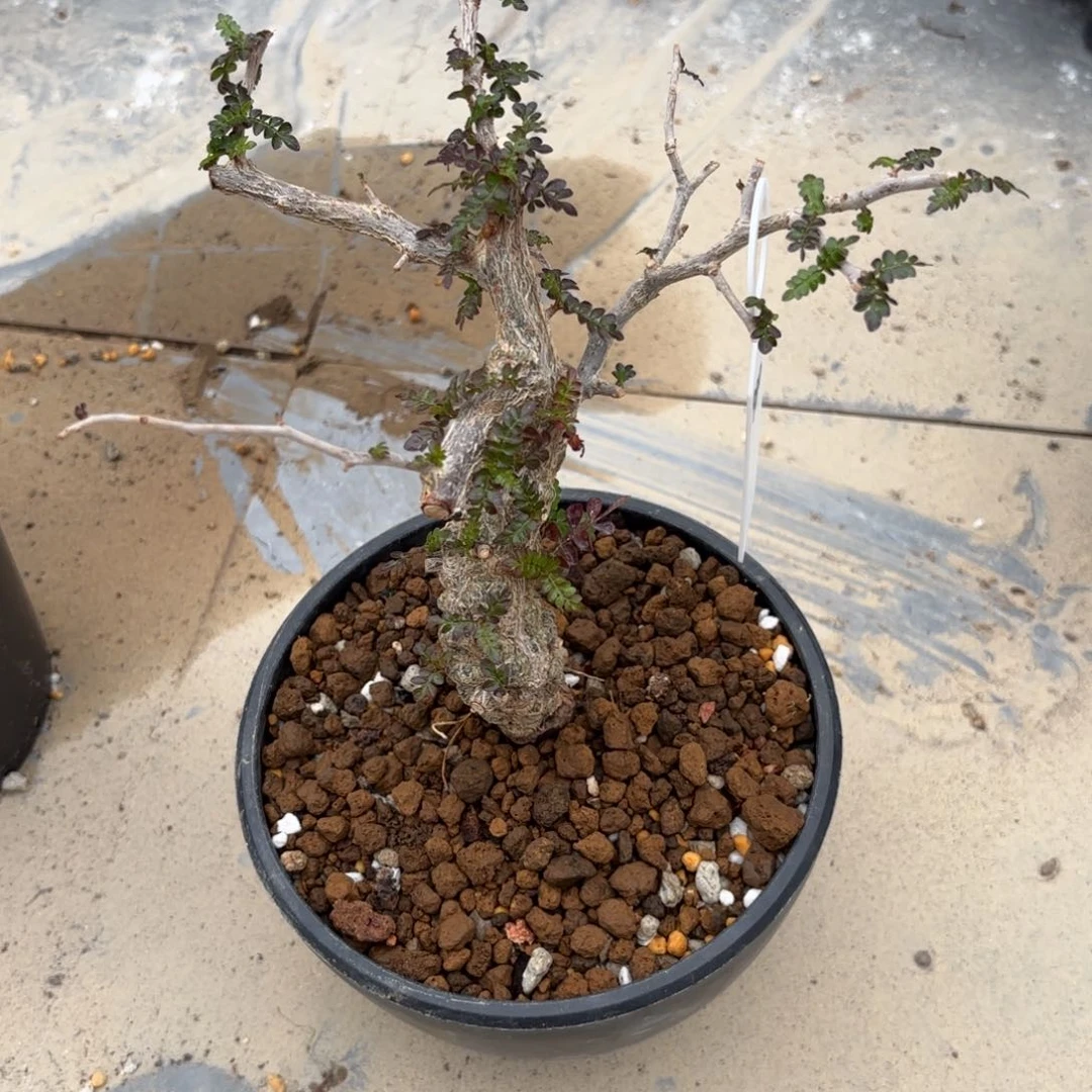 象足漆树任挑哈哈