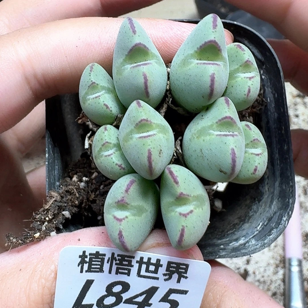 多肉植物的润泽地f