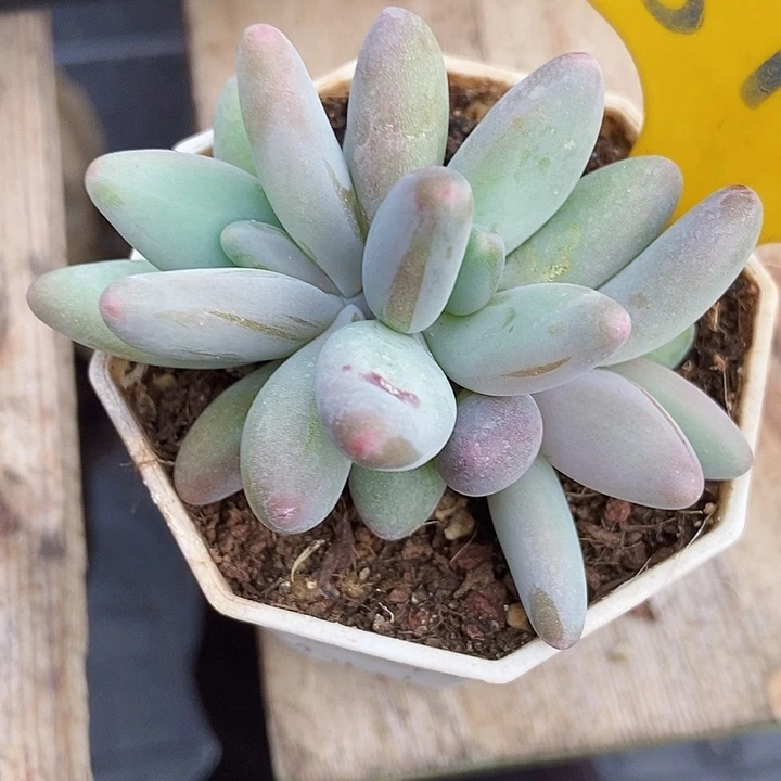 多肉植物企鹅879多肉