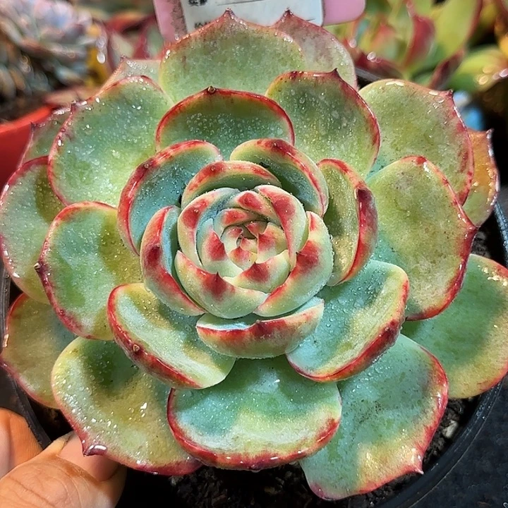 短圆惊鸿一物一拍包装收缩花旱966