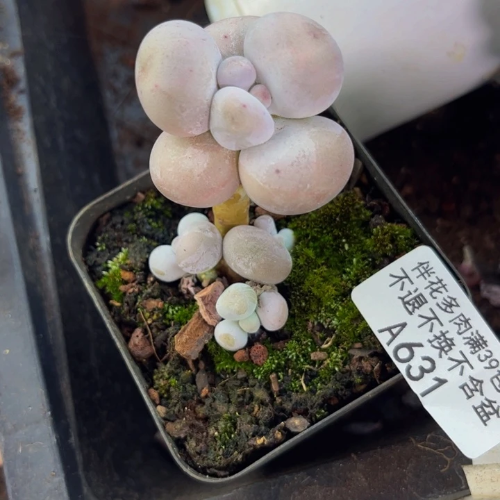 芭比奶酪631/4cm多肉
