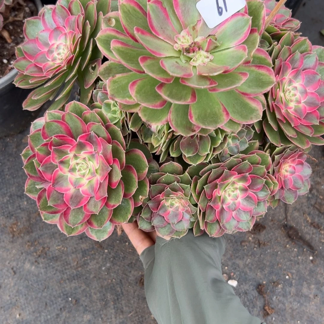 61孔雀翎多肉植物系
