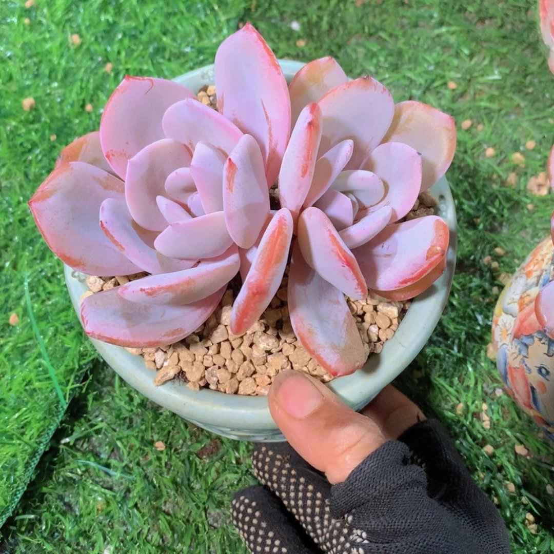 R****l奶茶12 公分一物一拍