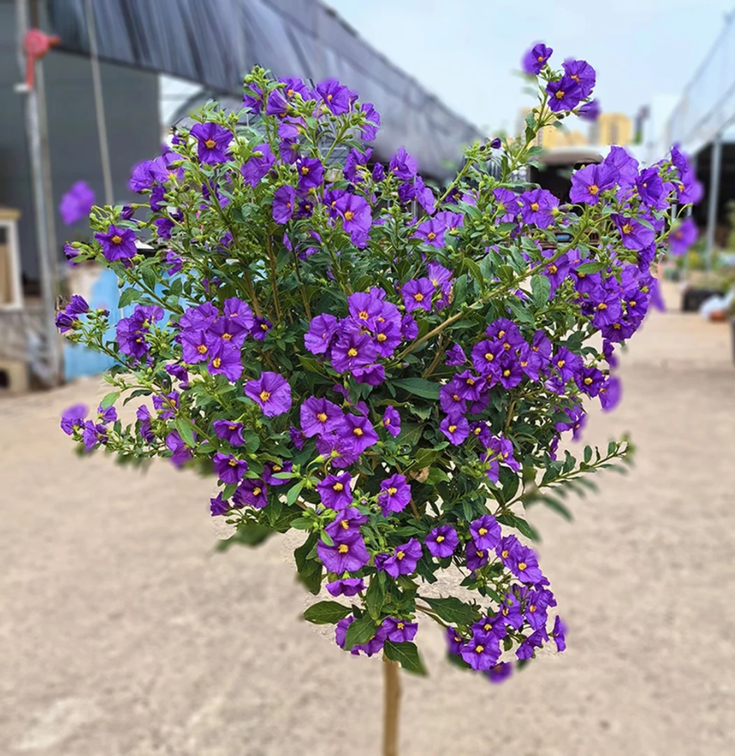 【蓝茄花棒棒糖】四季开花盆栽地栽室内室外阳台庭院栽种