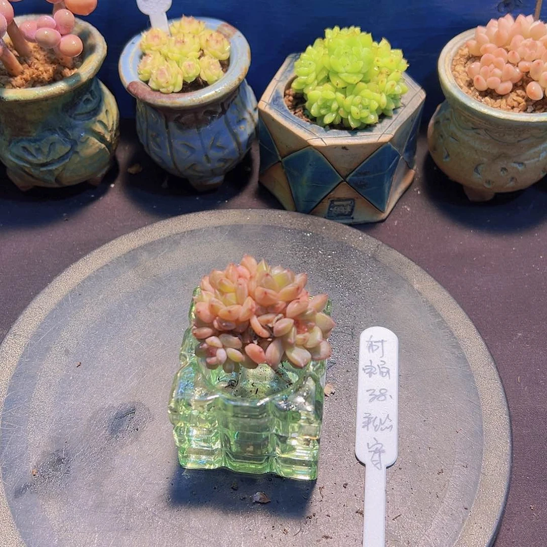 布**寳新品，多肉植物，