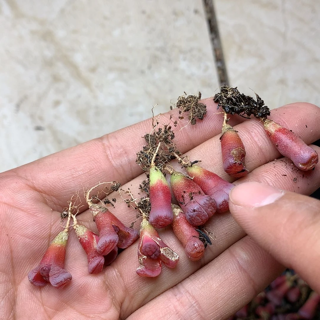 阳*?K179多肉植物保护