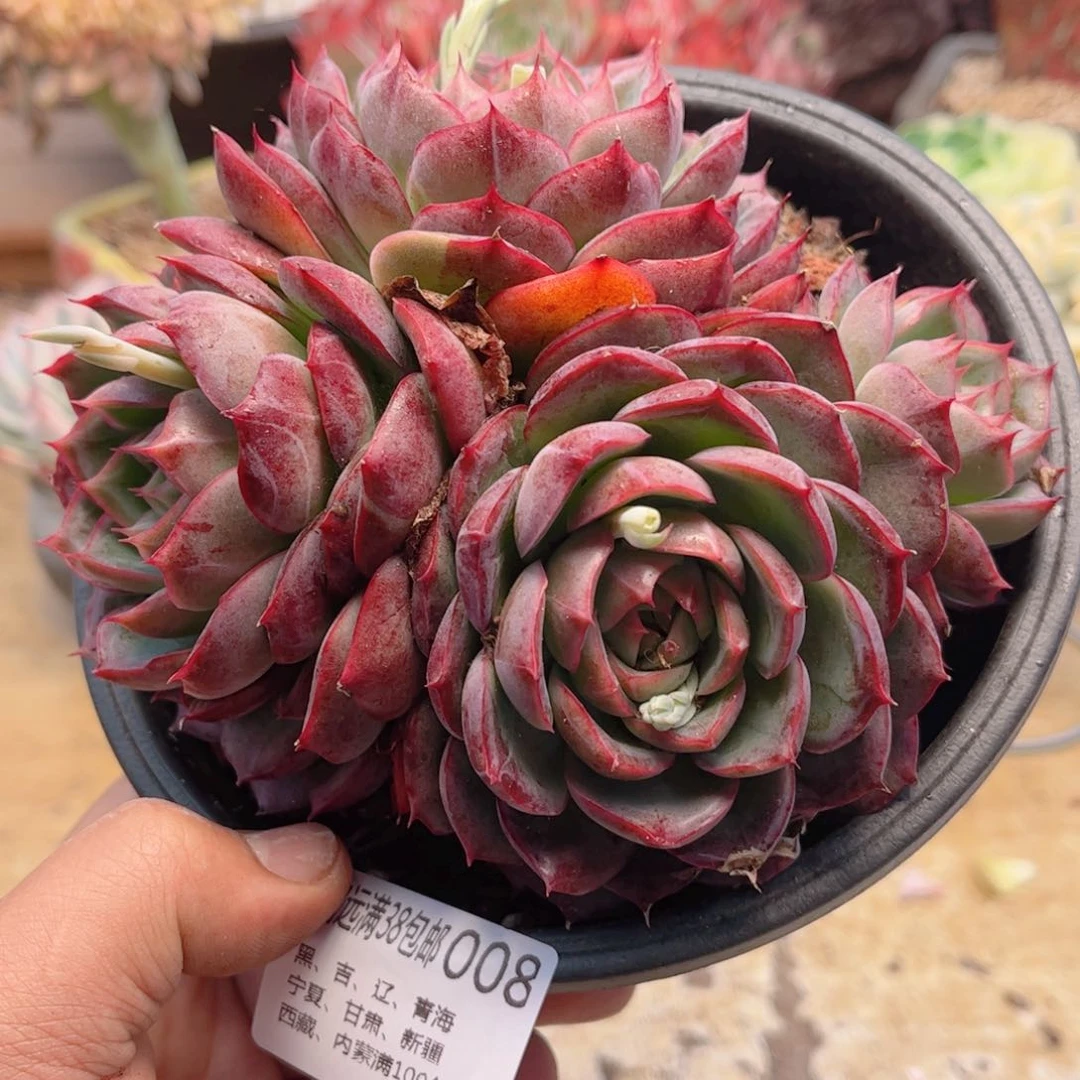 008秋水伊人德华多肉