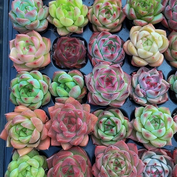 小东云杂1元带土发