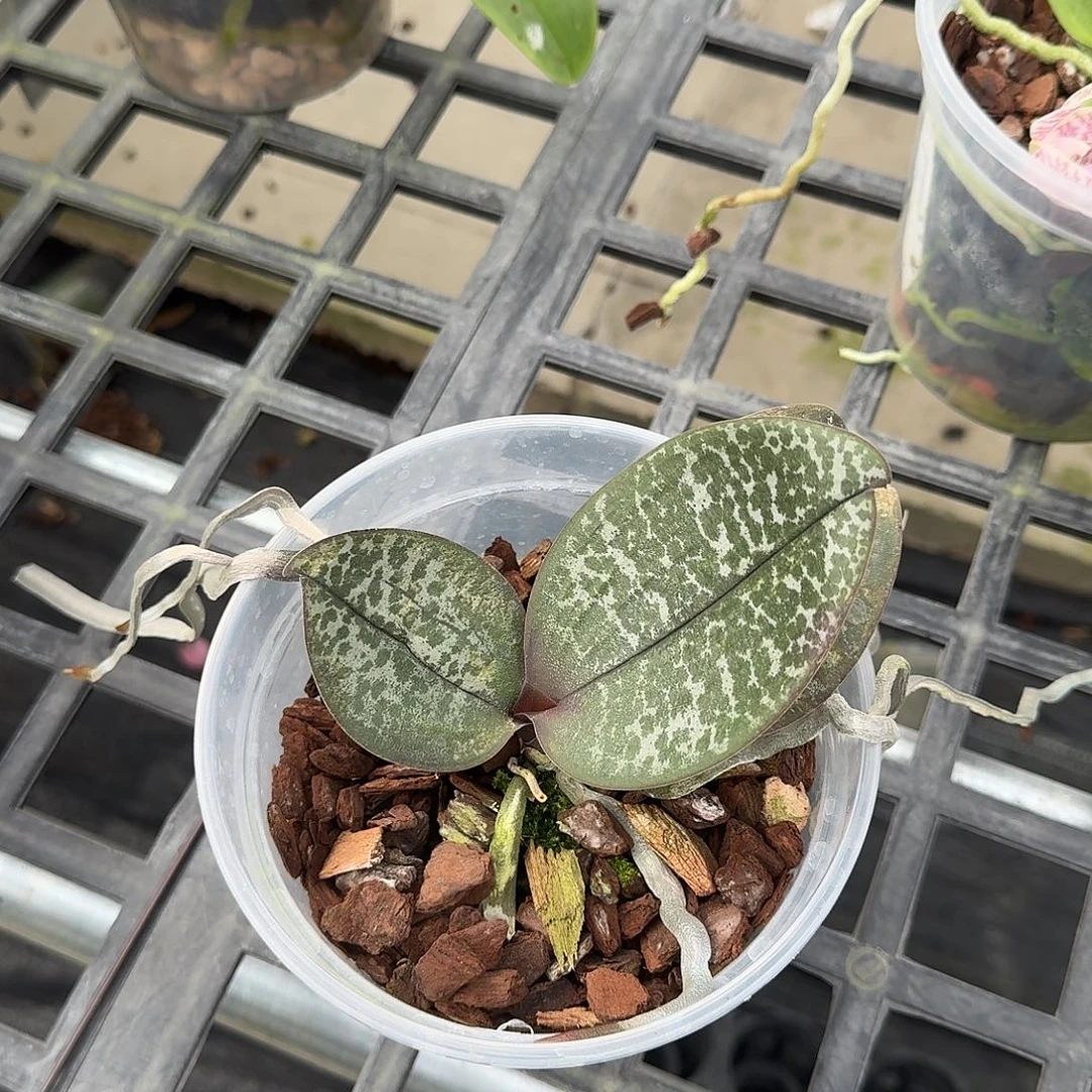 静***石当前无花栽培后可以开花叶瑕少根不售后