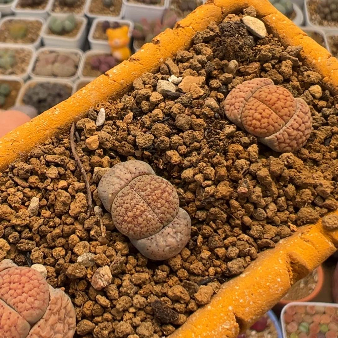 66多肉植物百科知识