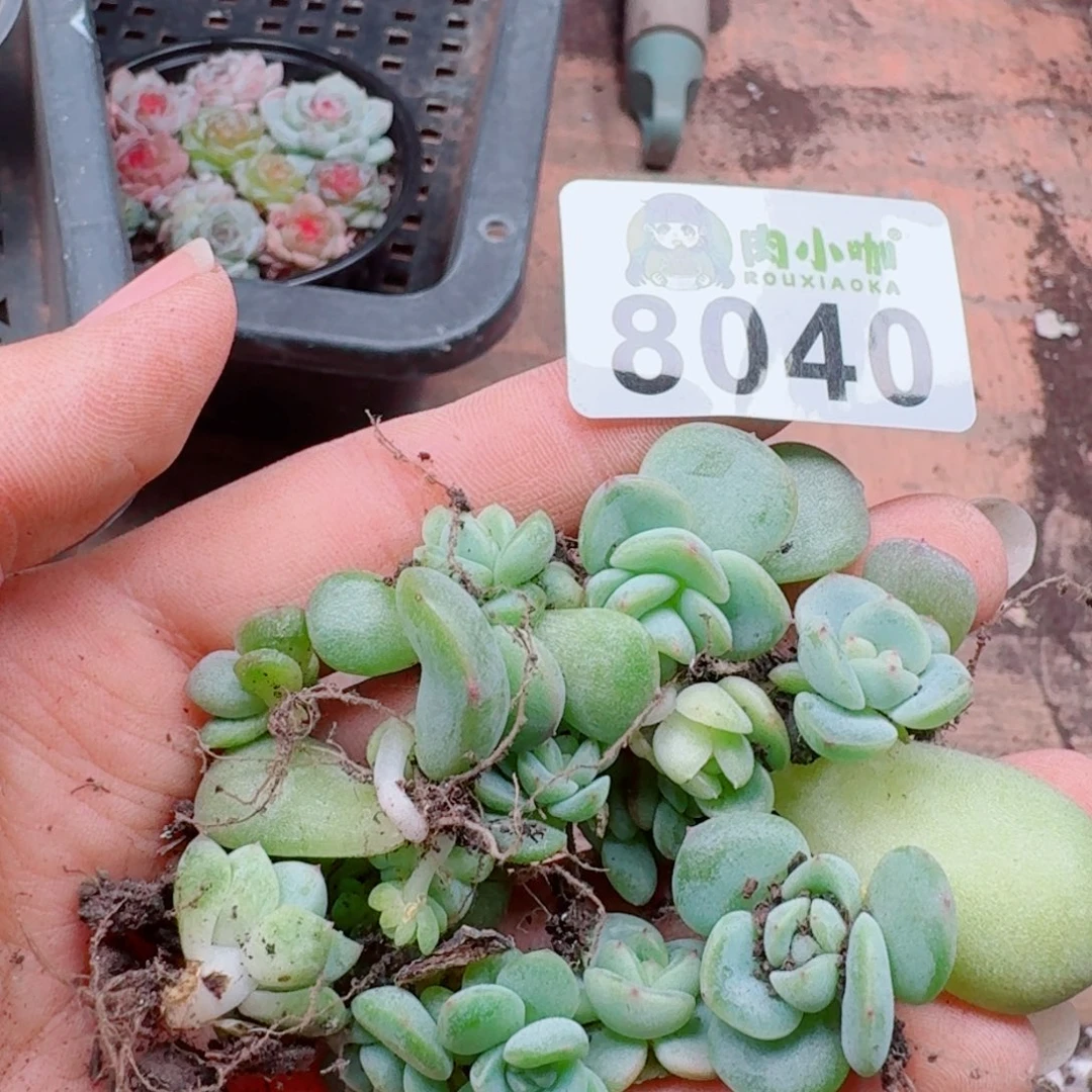 多肉植物多肉植物