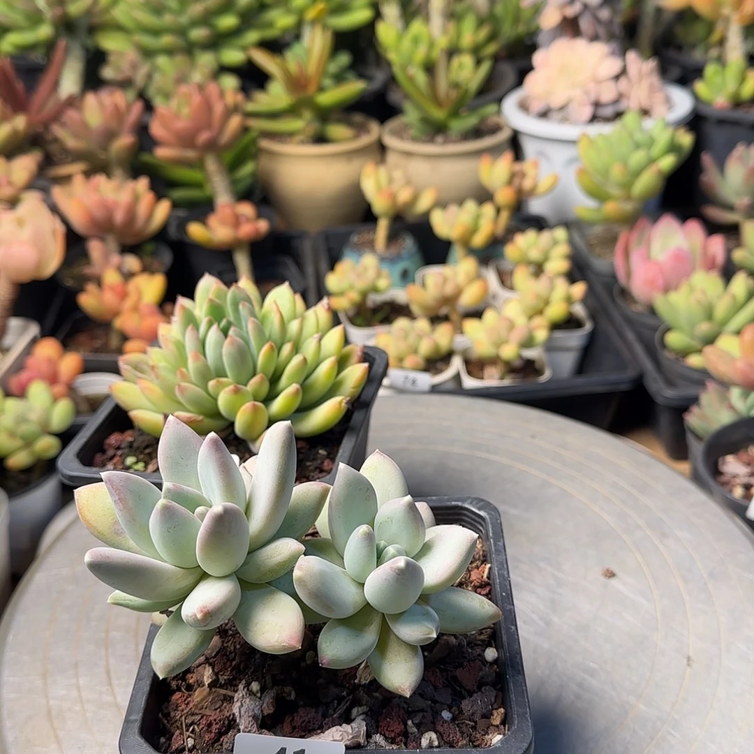 蝙***?41号 一物一拍