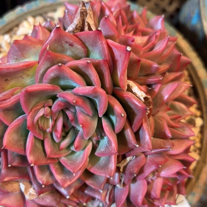 幸运的是我的朋友们一起