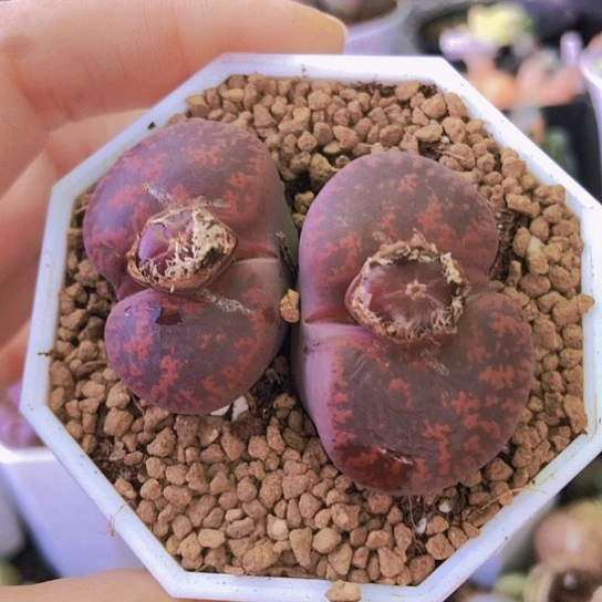 无花朵1273，5年以上酒红