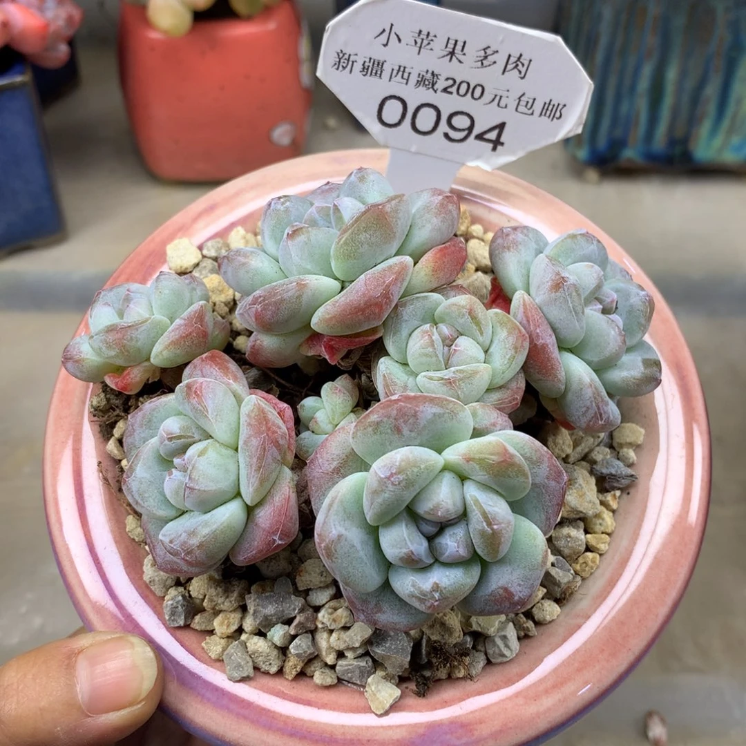 温***你白底冰玉094/10cm6头