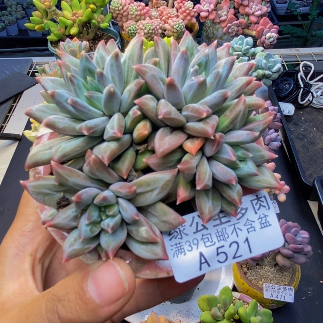 521幻影美人多肉8c m