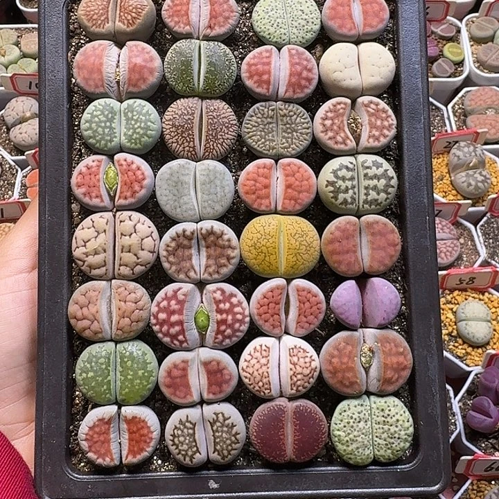 生石花1111。 裸根带盆土。  190