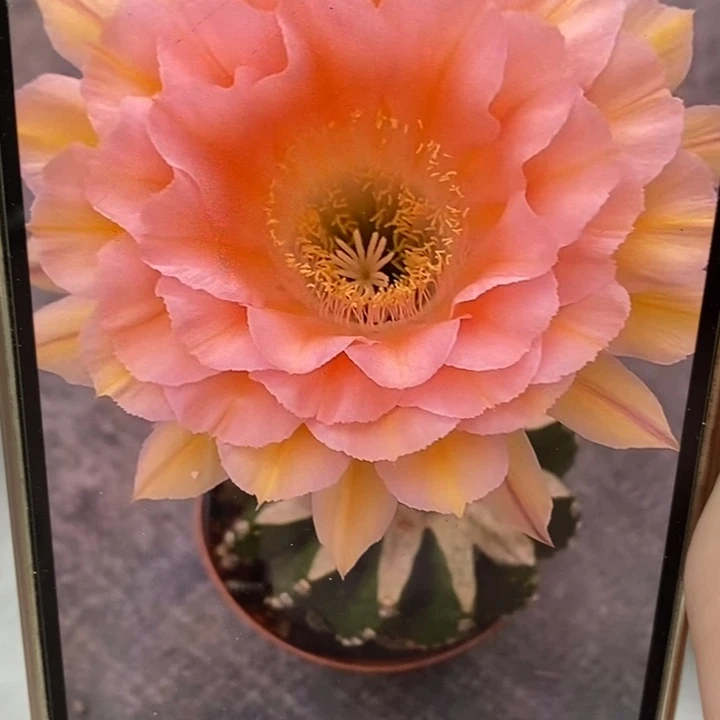 彩草梦幻侧芽3.5公分左右