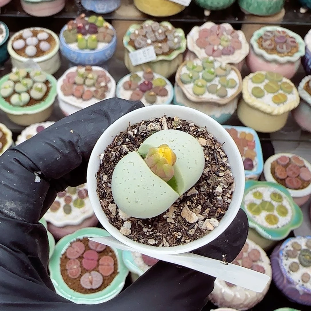 生石花满18包邮1113-74