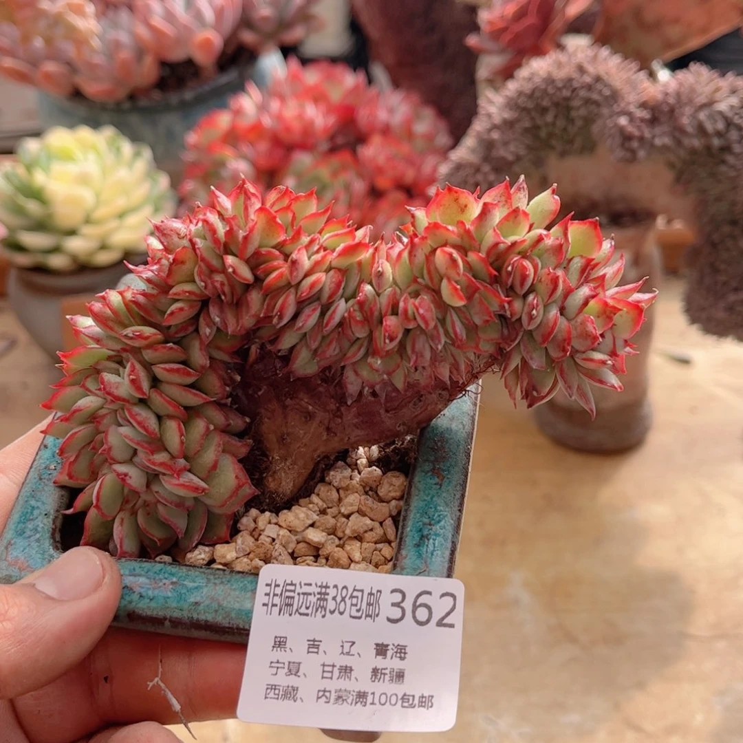 362月光女神缀德华多肉