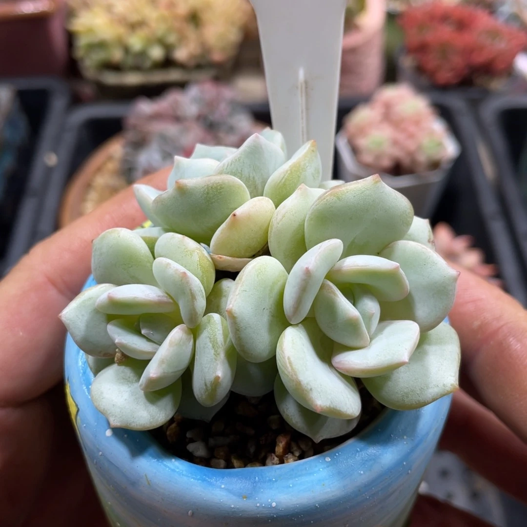 0095飘雪不带盆7厘米