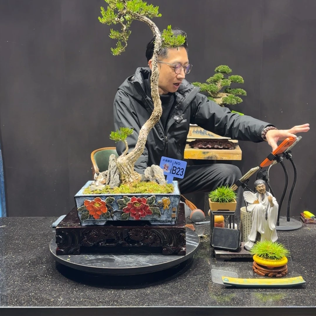 以实际为准黄杨室内室外盆景艺术