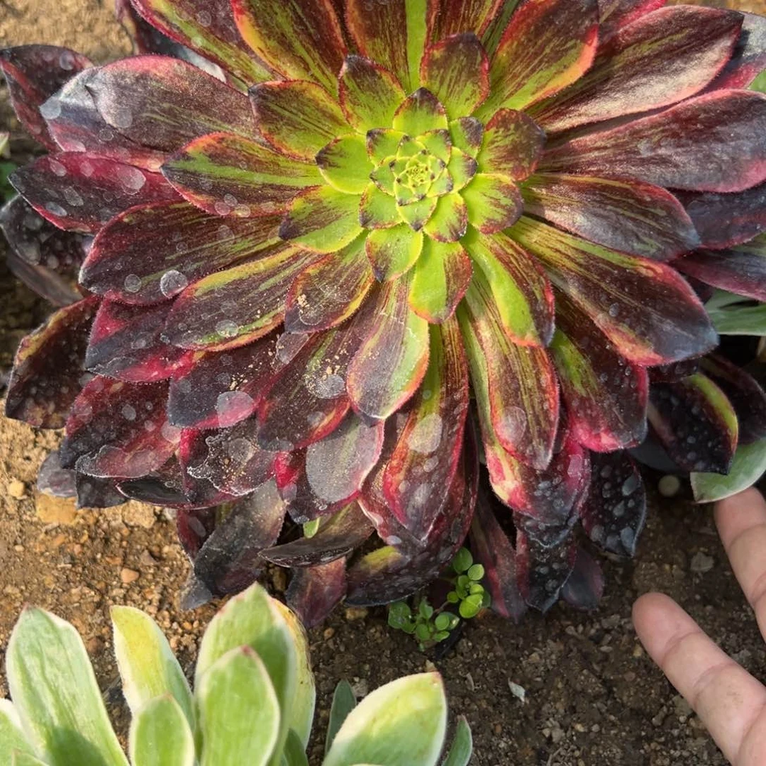 七彩莫兰迪48一颗多肉植物