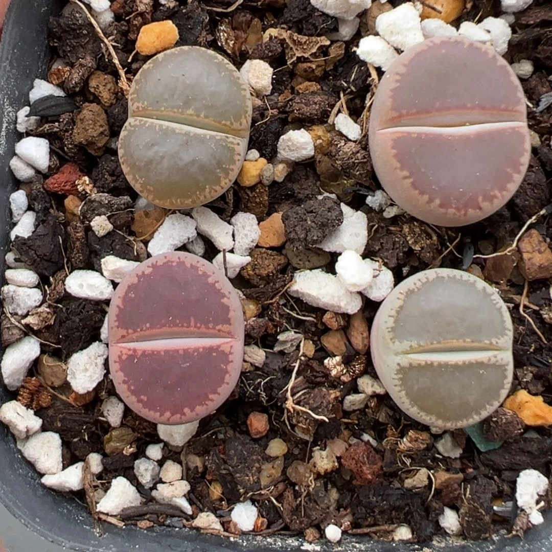 10.25好看的多肉脱土发货600