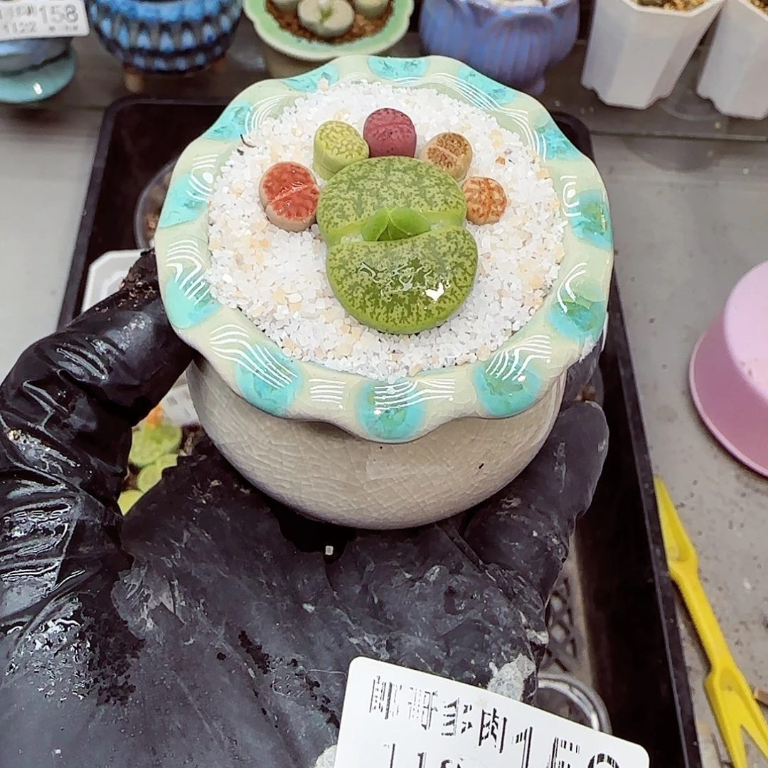 生石花满18包邮1122-159