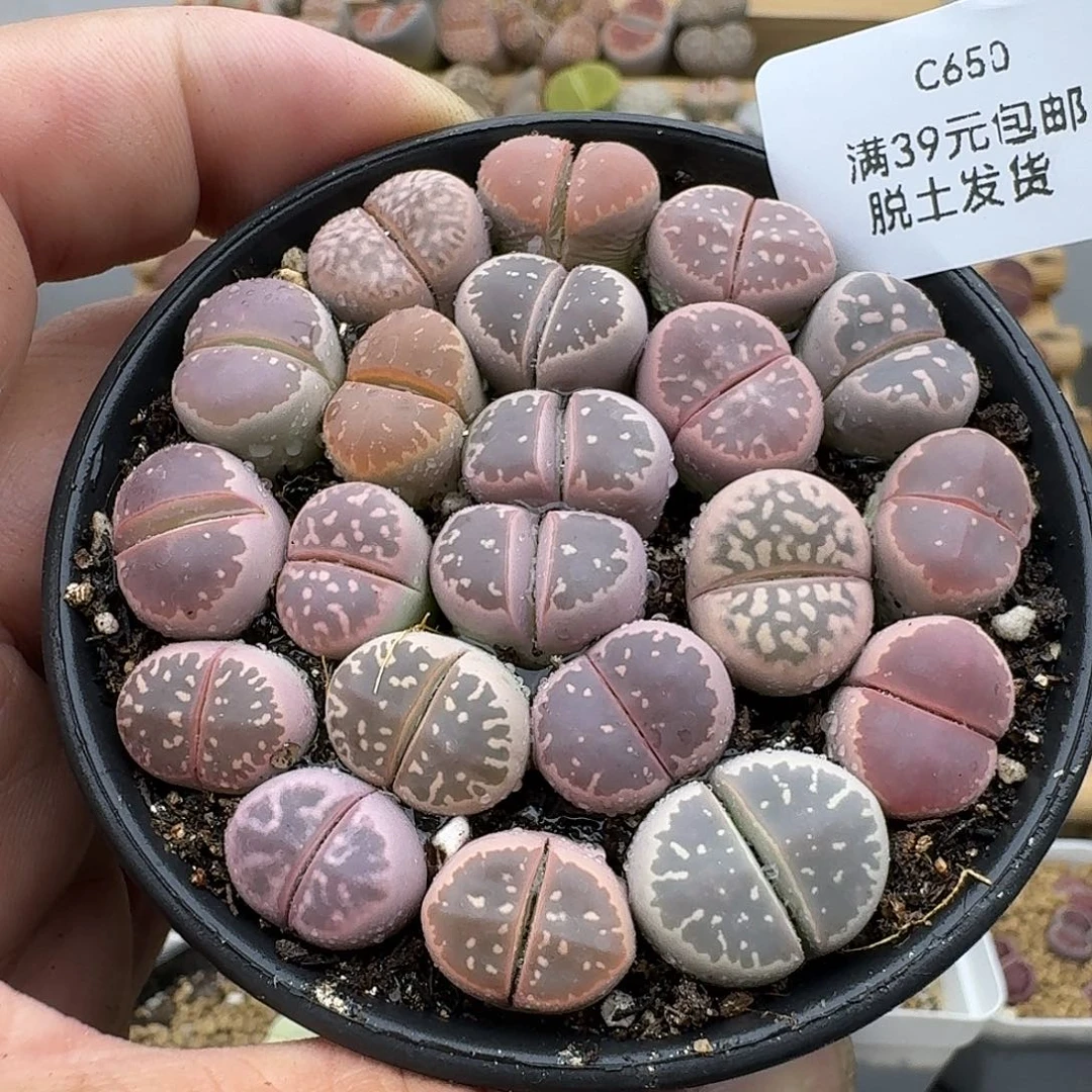 650恍恍惚惚哈哈多人