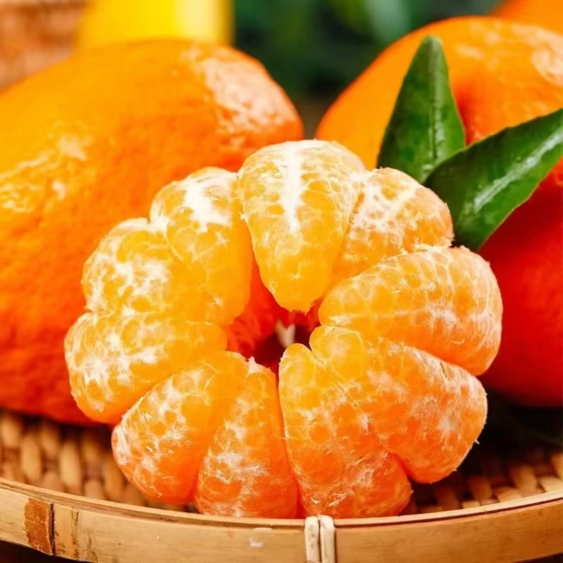 云南椪柑现摘现发九分甜一分微微果酸