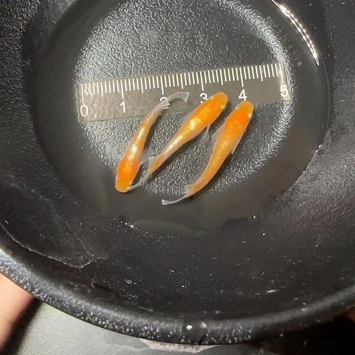 青鳉鱼赤壁红白40