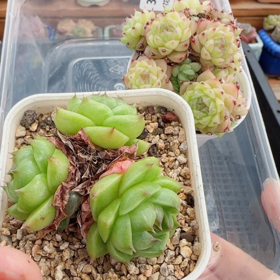 田***田花语逸镜0807-34三个