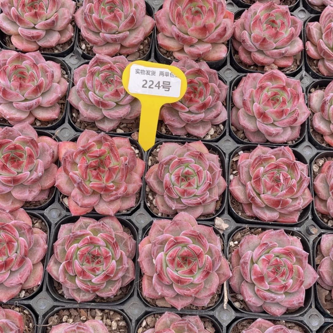 224号 夜魔侠大单头一个