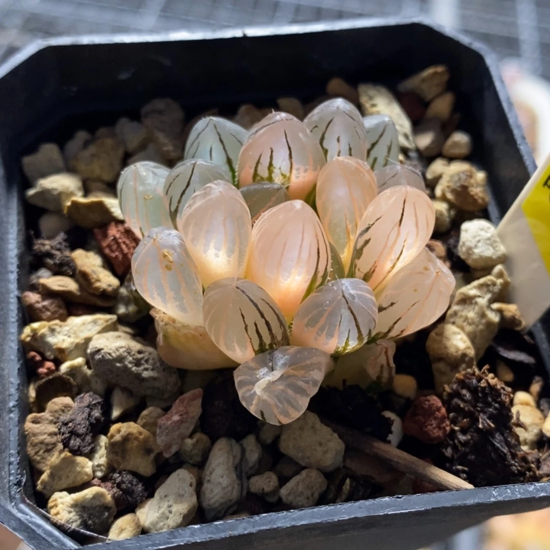 343号霓虹灯玉露锦