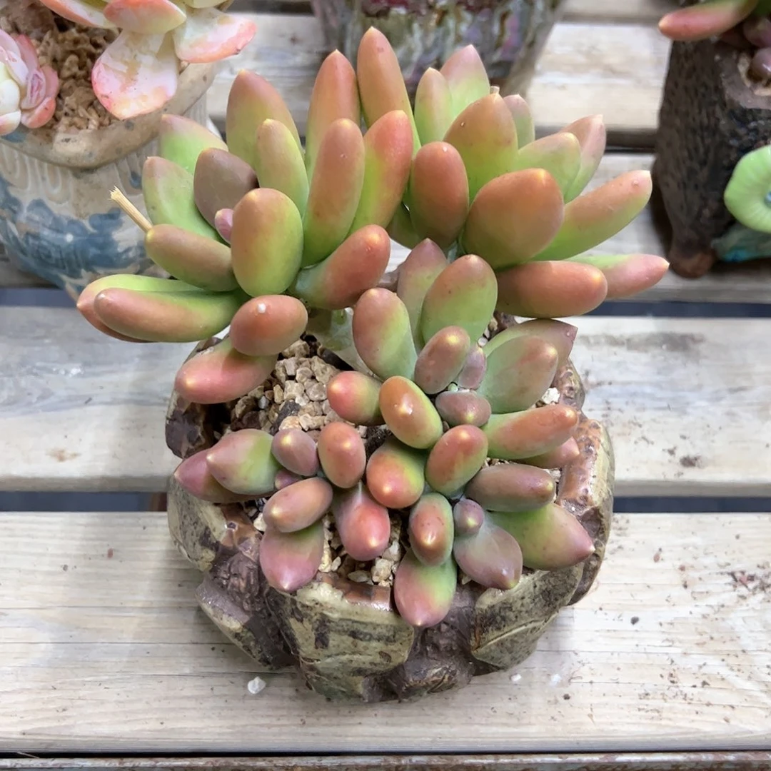 陈*几金蟾28 零零多肉植物