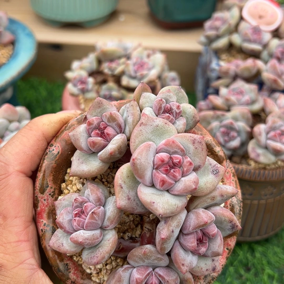 啊石榴籽星影小树福利有摘心