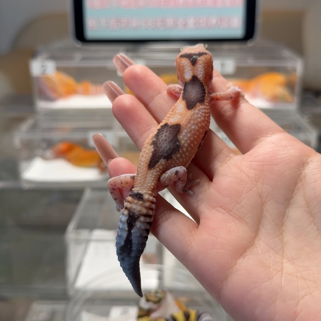 知***。肥尾守宫奶牛祖鲁隐橘白妹妹