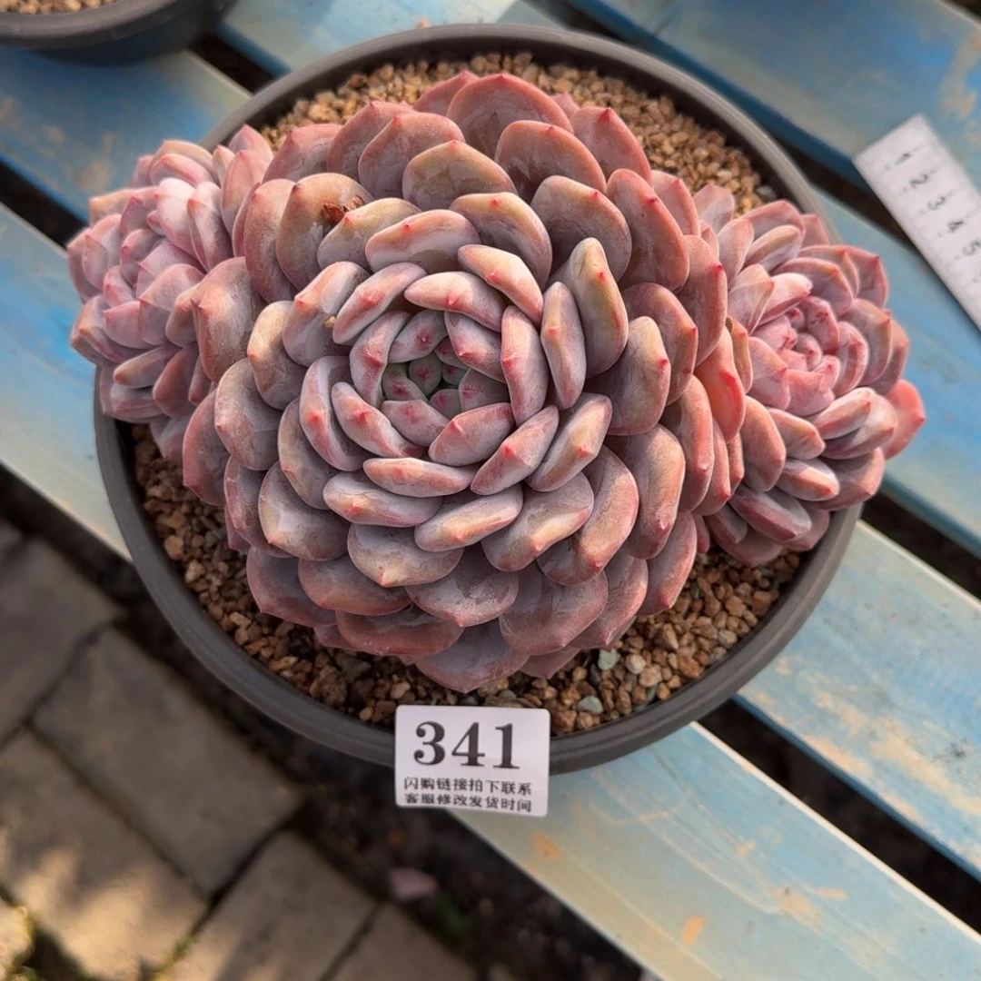 341星影大群无砍20cm左右