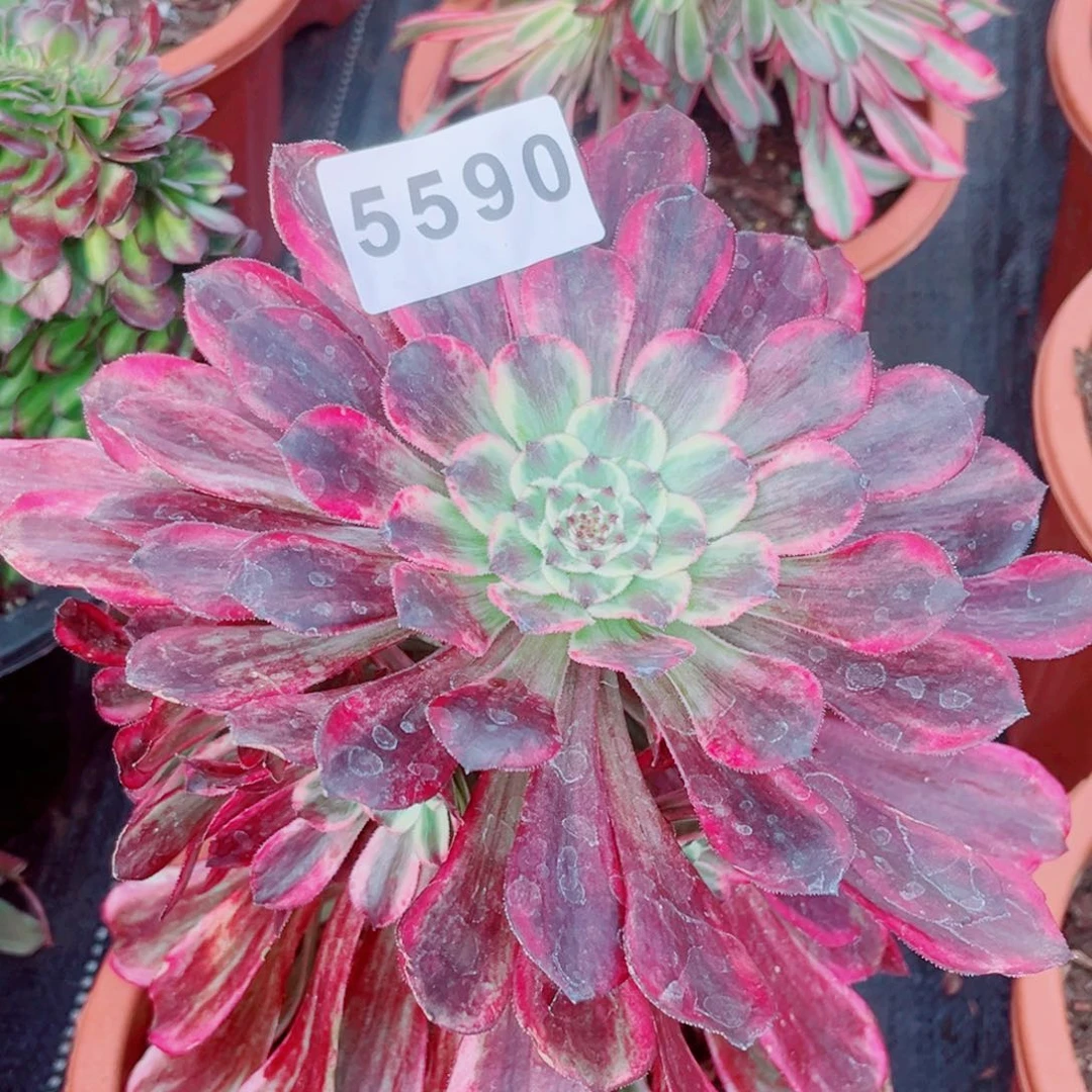 云彩多肉发货发货