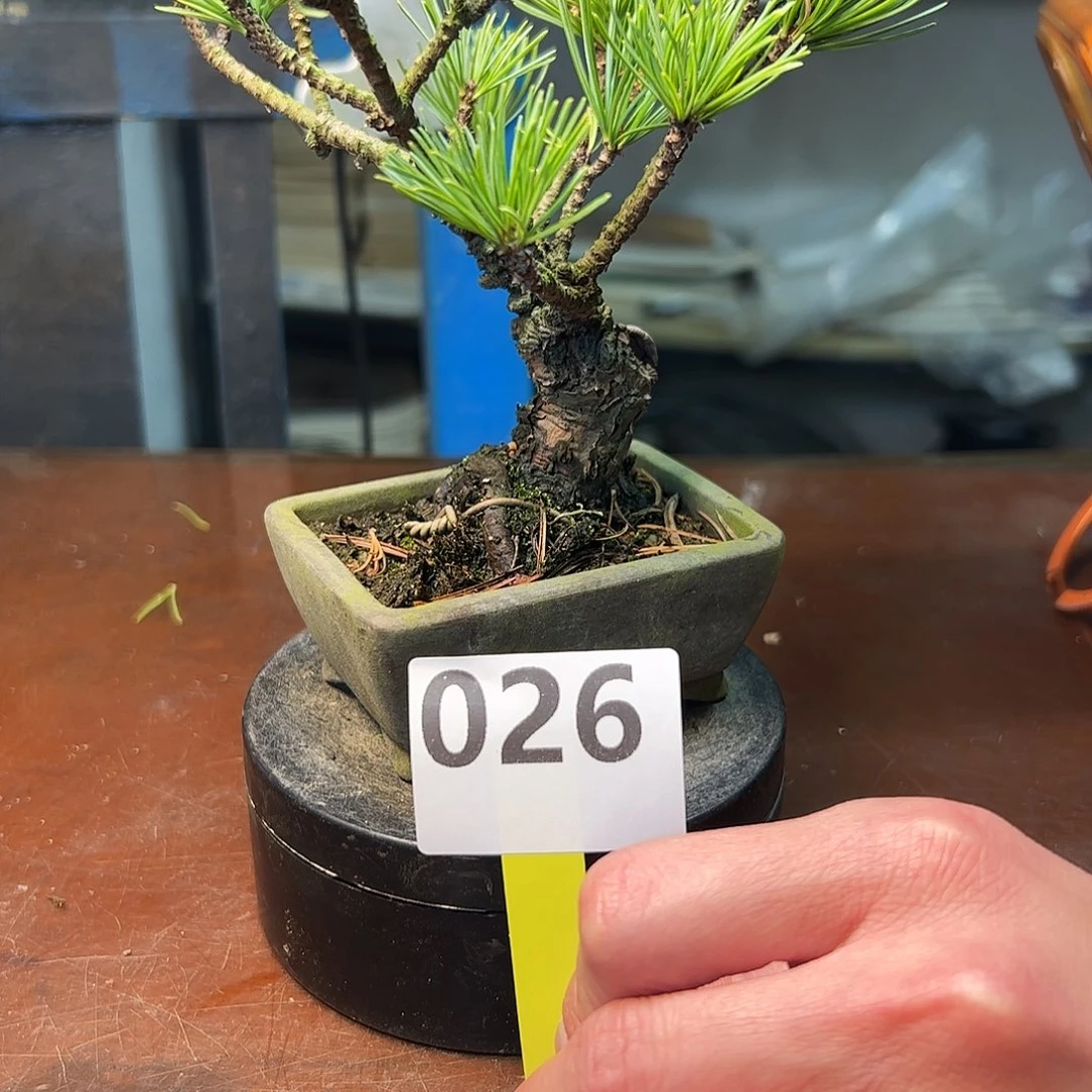 无花朵安达幸良荒皮五葉松