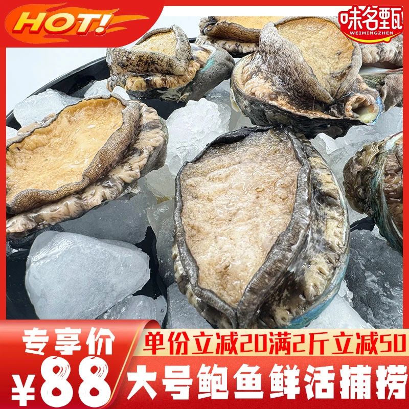鲍鱼鲜活特大冷冻鲍鱼生鲜大鲍鱼500g   烧烤火锅原材料海鲜生鲜
