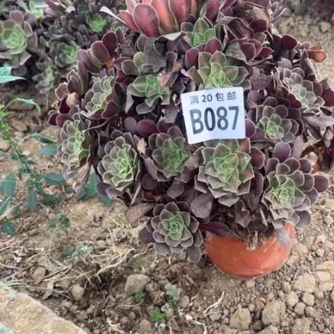 087华纳不包断枝