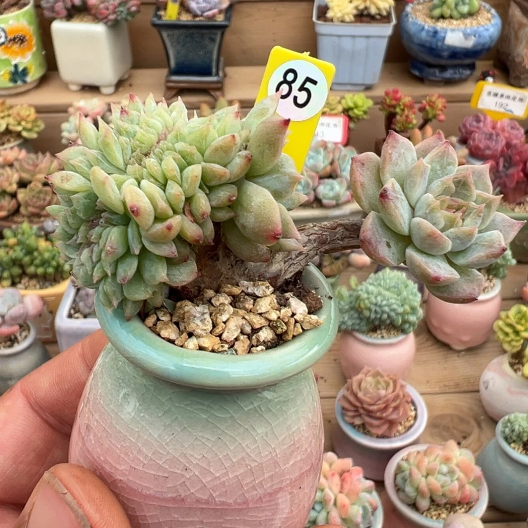 85号糖心树缀带盆土